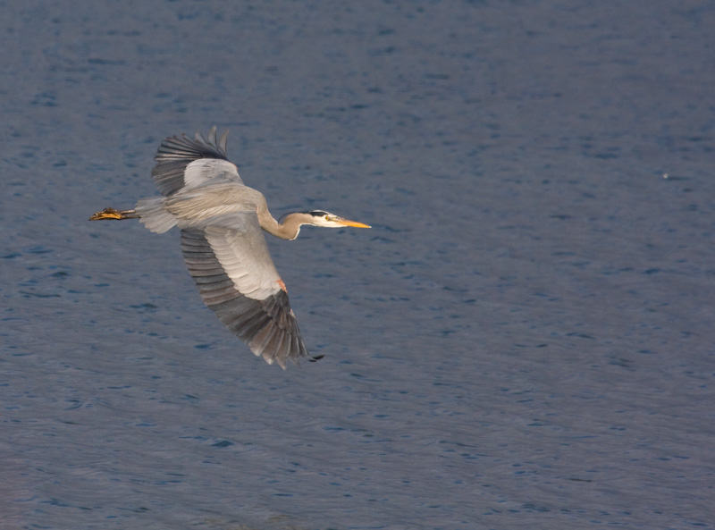 Great Blue Heron In Flight